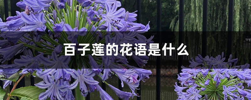 百子莲的花语是什么 百子莲的花语是什么