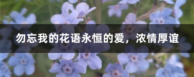 勿忘我的花语永恒的爱,浓情厚谊 勿忘我的花语永恒的爱,浓情厚谊