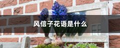 风信子花语是什么