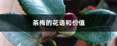 茶梅的花语和价值