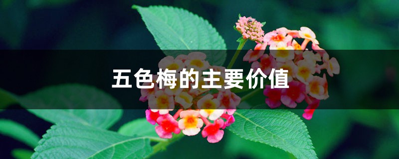 五色梅的主要价值 五色梅的主要价值