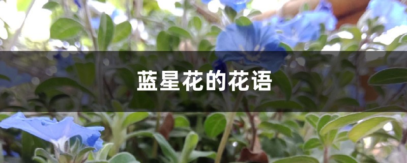 蓝星花的花语 蓝星花的花语