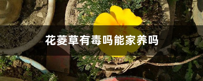 花菱草有毒吗能家养吗