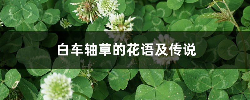 白车轴草的花语及传说 白车轴草的花语及传说