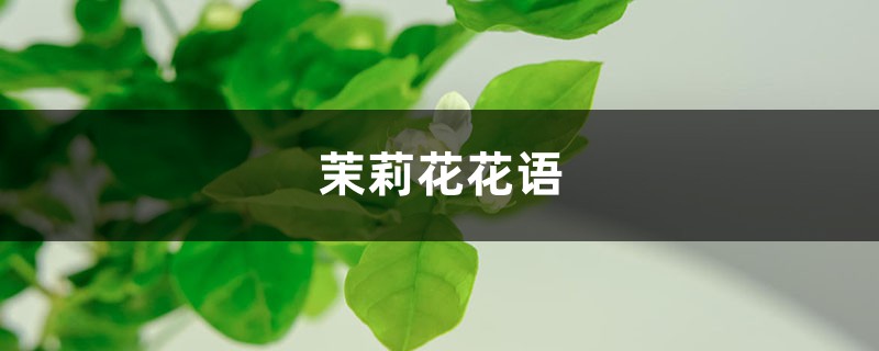 茉莉花花语