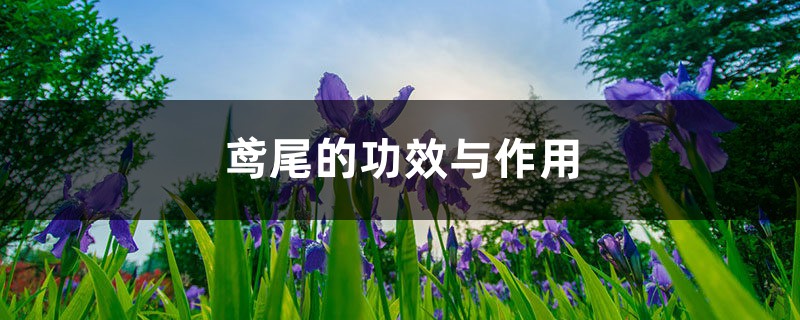 鸢尾的功效与作用 鸢尾的功效与作用