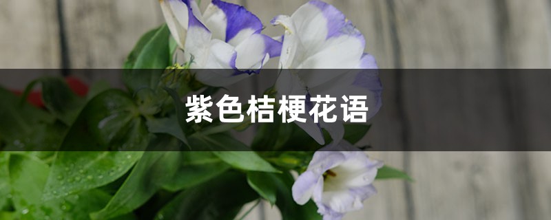 洋桔梗的花语 洋桔梗的花语