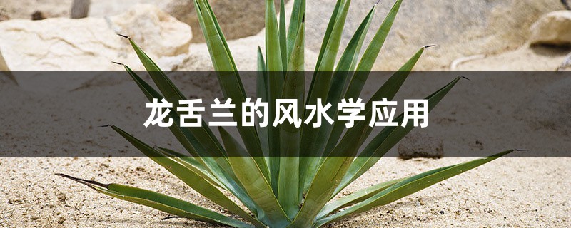 龙舌兰的风水学应用 龙舌兰的风水学应用
