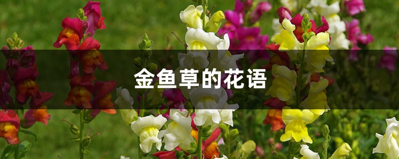 金鱼草的花语 金鱼草的花语