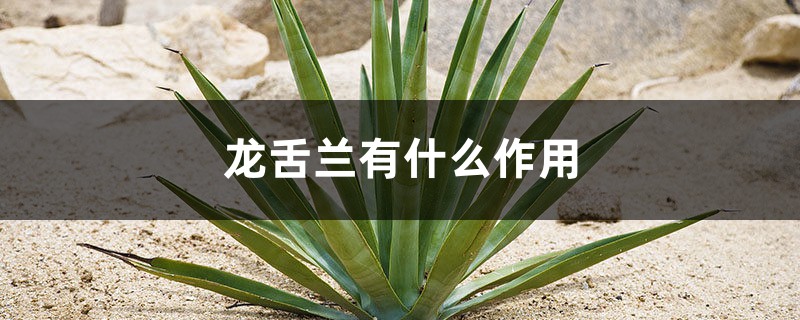龙舌兰有什么作用 龙舌兰有什么作用