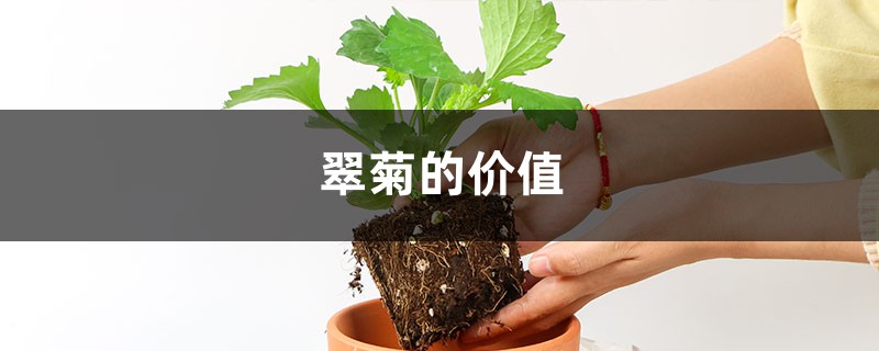 翠菊的价值 翠菊的价值