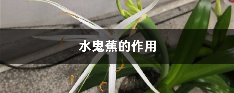水鬼蕉的作用 水鬼蕉的作用