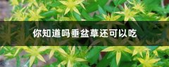 你知道吗垂盆草还可以吃