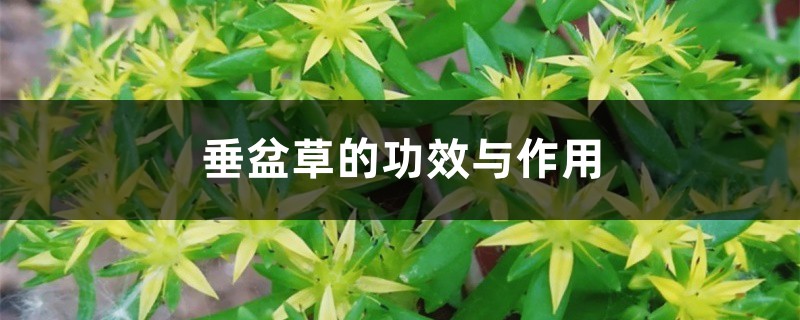垂盆草的功效与作用 垂盆草的功效与作用