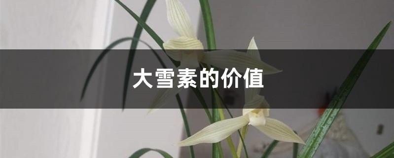 大雪素的价值 大雪素的价值
