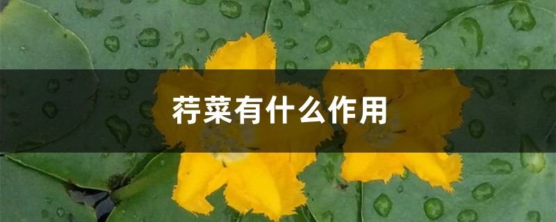 荇菜有什么作用 荇菜有什么作用