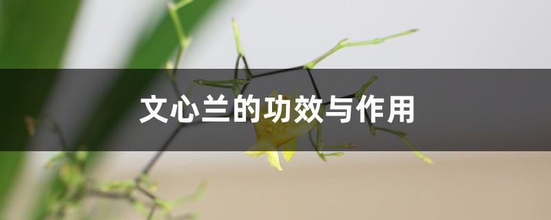文心兰的功效与作用 文心兰的功效与作用