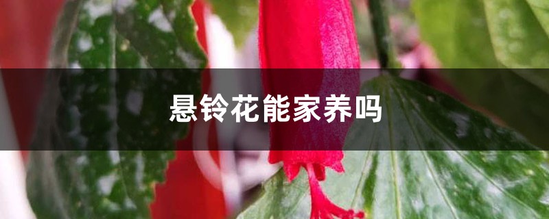 悬铃花能家养吗