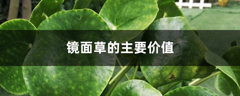 镜面草的主要价值