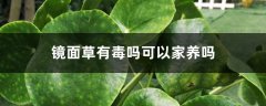 镜面草有毒吗可以家养吗