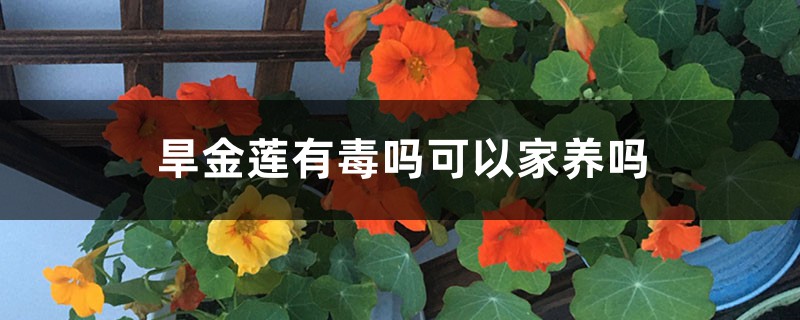 旱金莲有毒吗可以家养吗