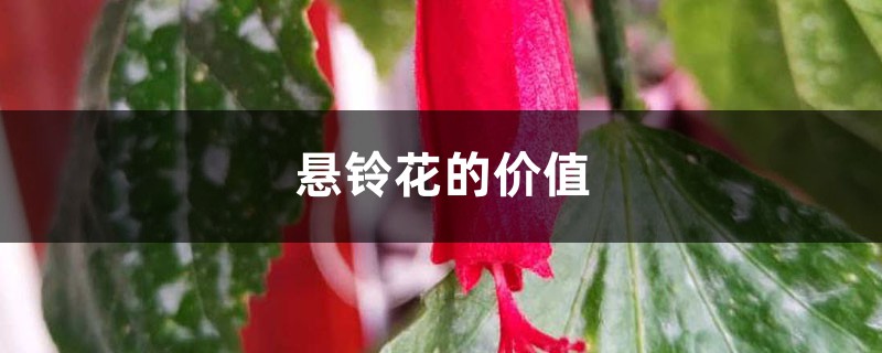 悬铃花的价值 悬铃花的价值