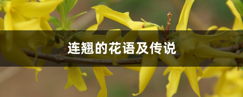 连翘的花语及传说 连翘的花语及传说