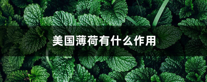 美国薄荷有什么作用 美国薄荷有什么作用