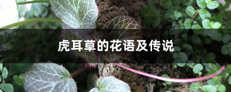 虎耳草的花语及传说 虎耳草的花语及传说