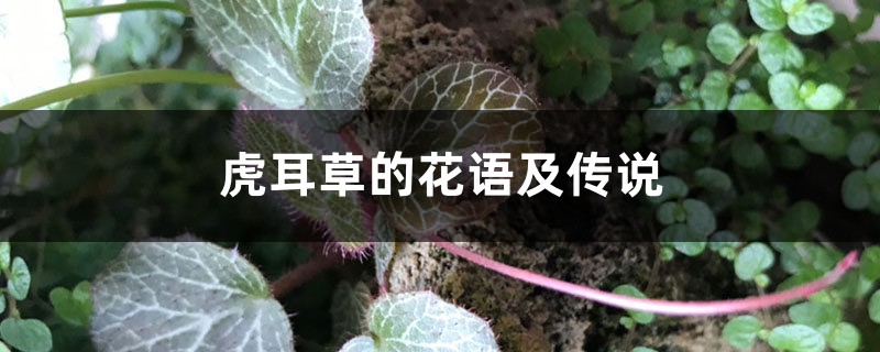 虎耳草的花语及传说