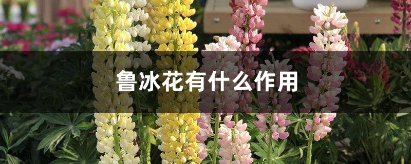 鲁冰花有什么作用 鲁冰花有什么作用