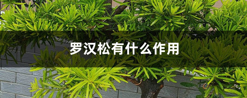 罗汉松有什么作用