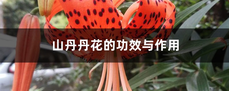 山丹丹花的功效与作用 山丹丹花的功效与作用
