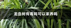龙血树有毒吗可以家养吗
