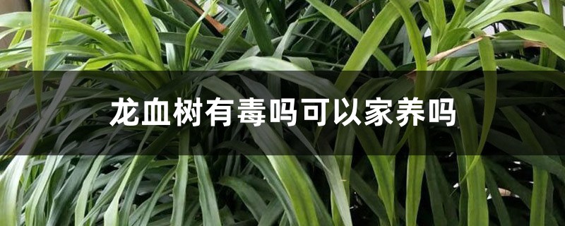 龙血树有毒吗可以家养吗 龙血树有毒吗可以家养吗