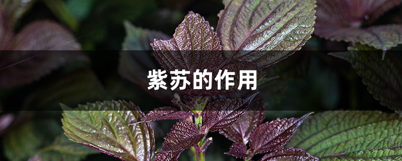 紫苏的作用 紫苏的作用