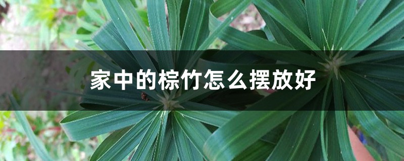 家中的棕竹怎么摆放好 家中的棕竹怎么摆放好