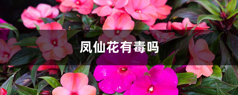 凤仙花有毒吗