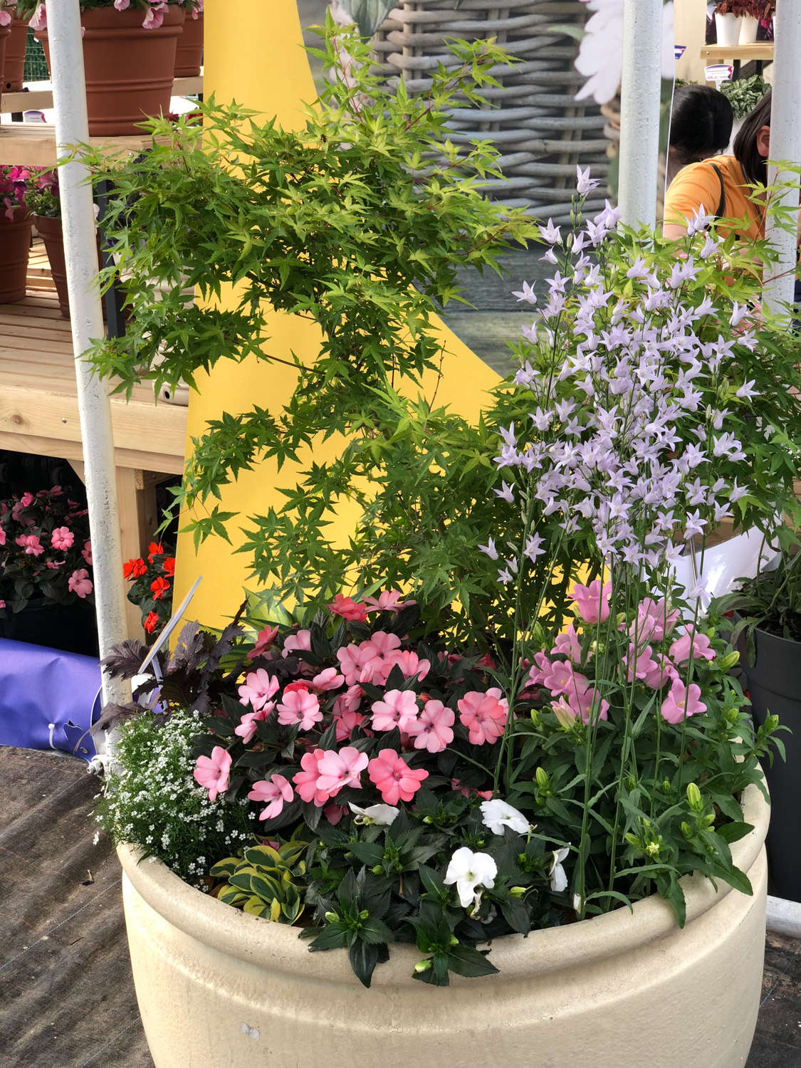 凤仙花 凤仙花