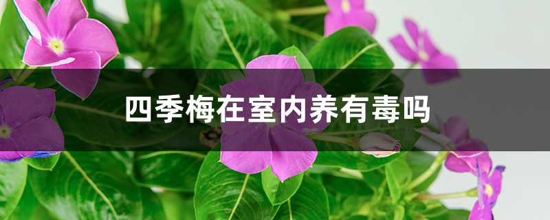 长春花(四季梅)有毒吗 长春花(四季梅)有毒吗