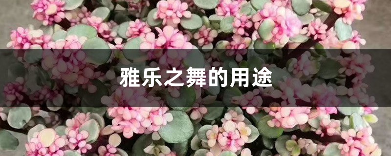 雅乐之舞的用途 雅乐之舞的用途