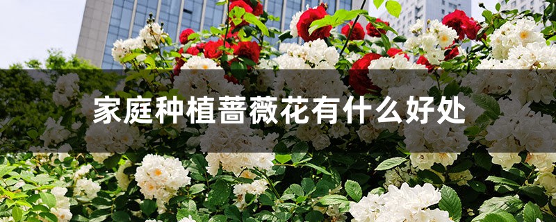 家庭种植蔷薇花有什么好处 家庭种植蔷薇花有什么好处