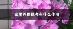 家里养福禄考有什么作用