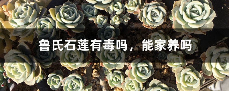鲁氏石莲有毒吗,能家养吗 鲁氏石莲有毒吗,能家养吗
