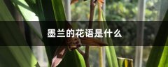 墨兰的花语是什么