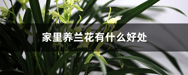 家里养兰花有什么好处 家里养兰花有什么好处