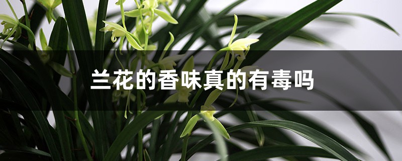 兰花的香味真的有毒吗 兰花的香味真的有毒吗