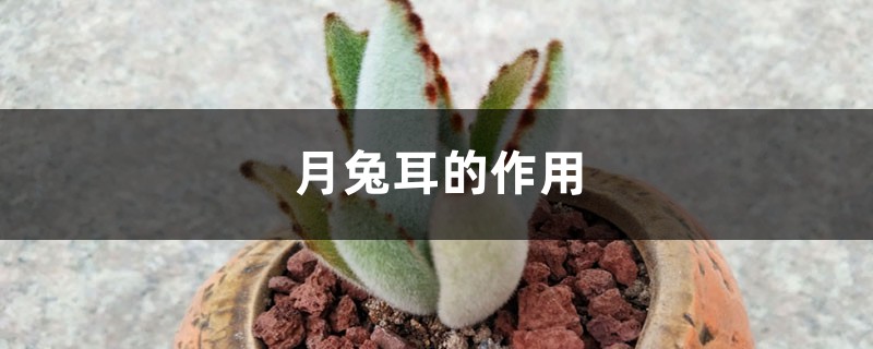 月兔耳的作用 月兔耳的作用