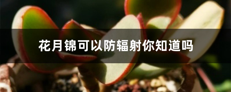 花月锦可以防辐射你知道吗 花月锦可以防辐射你知道吗