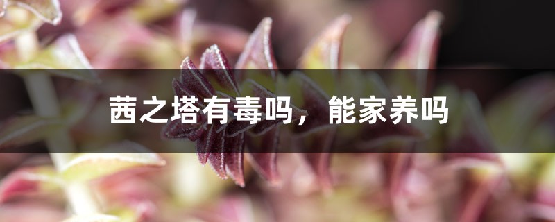 茜之塔有毒吗，能家养吗